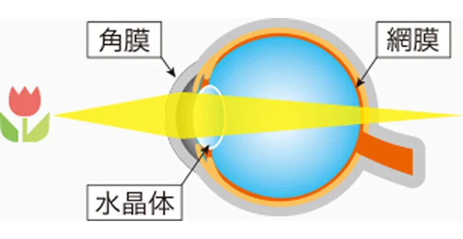 目の良い人が遠くを見ています。