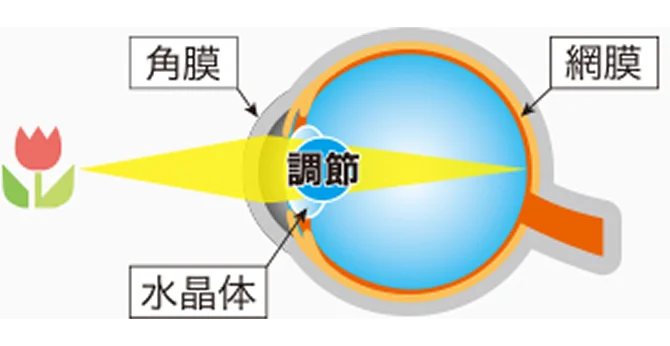レンズ(水晶体)の調節でピント合わせ