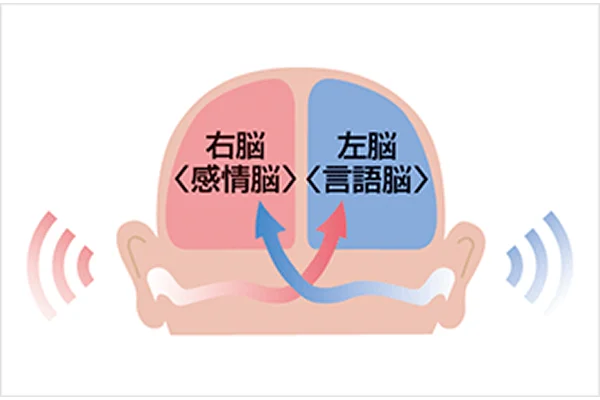 両耳の役割