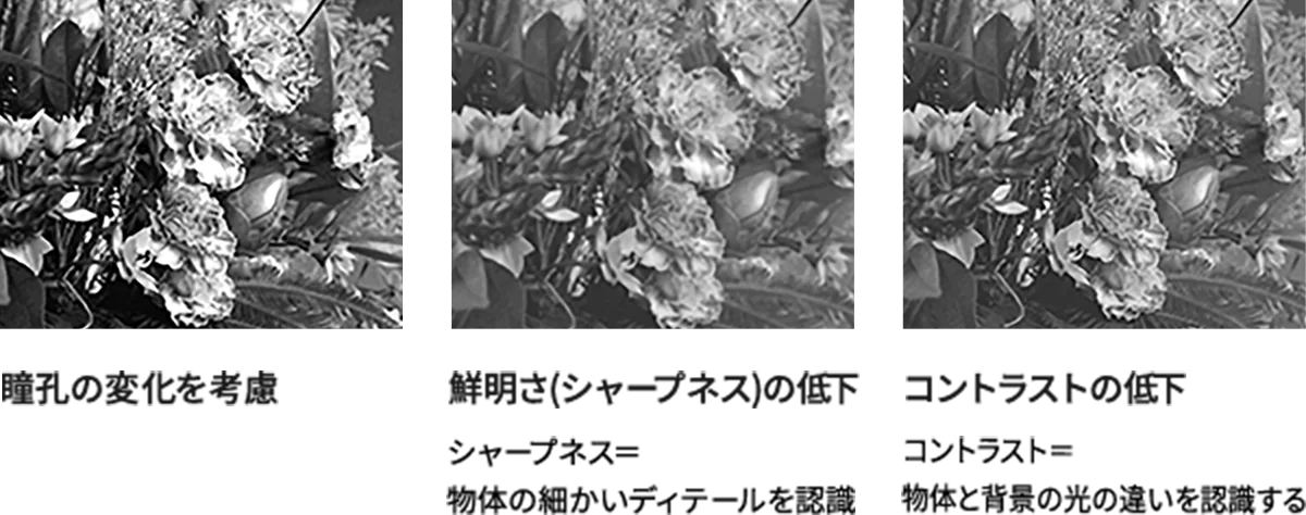 瞳孔の変化を考慮、鮮明さ（シャープネス）の低下、コントラストの低下を比べた花の写真
