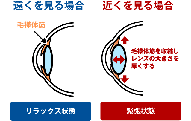 毛様体筋の働き