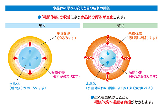 老眼鏡選びに関する正しい知識と 老眼鏡の度数 メガネスーパー 眼鏡 めがね メガネ コンタクト サングラス 補聴器販売 老眼鏡選びに関する正しい知識と 老眼鏡の度数 メガネスーパー 眼鏡 めがね メガネ コンタクト サングラス 補聴器販売