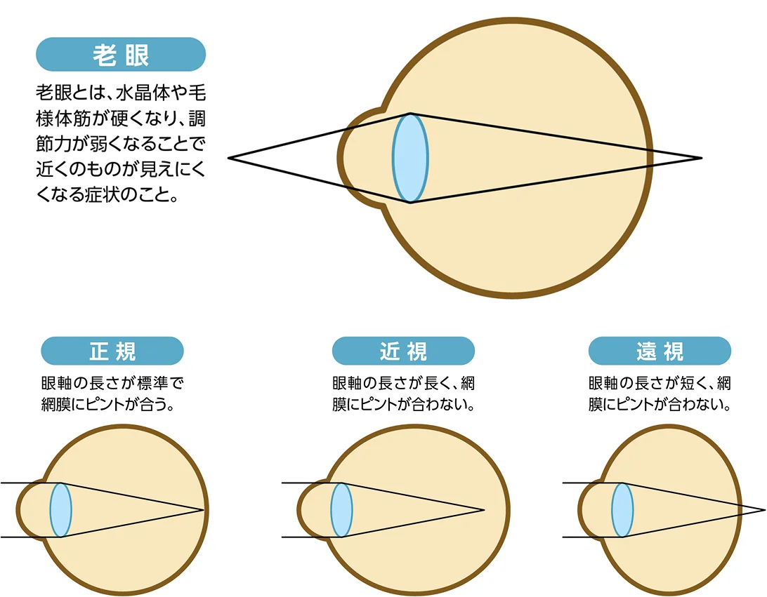 目のしくみ