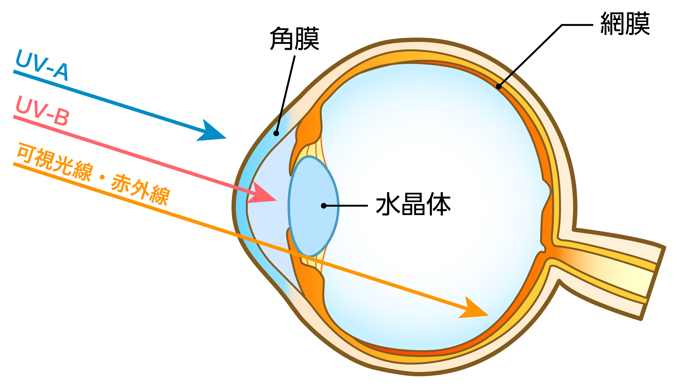 目と紫外線の影響