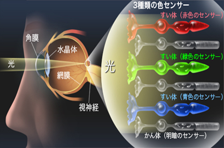 3種類の色センサー