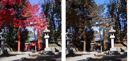 紅葉と神社の風景