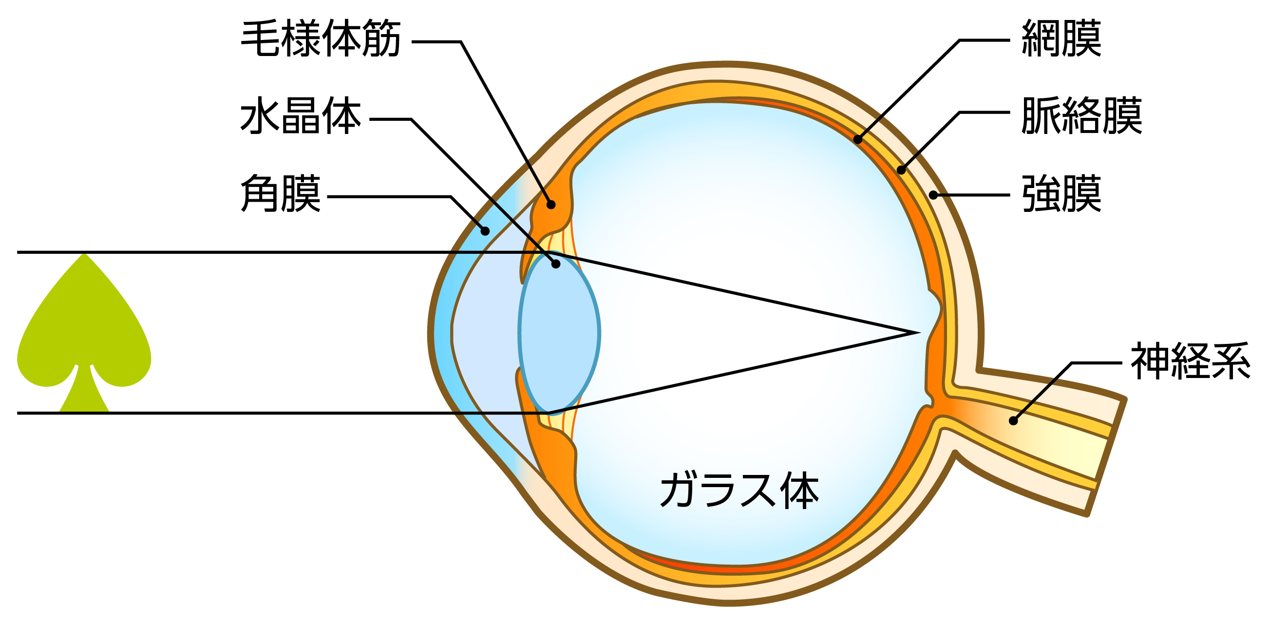 目の構造