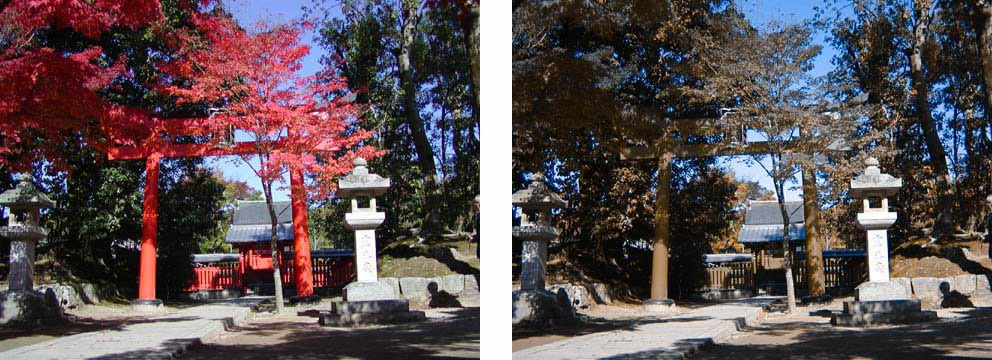 <紅葉と神社の風景>