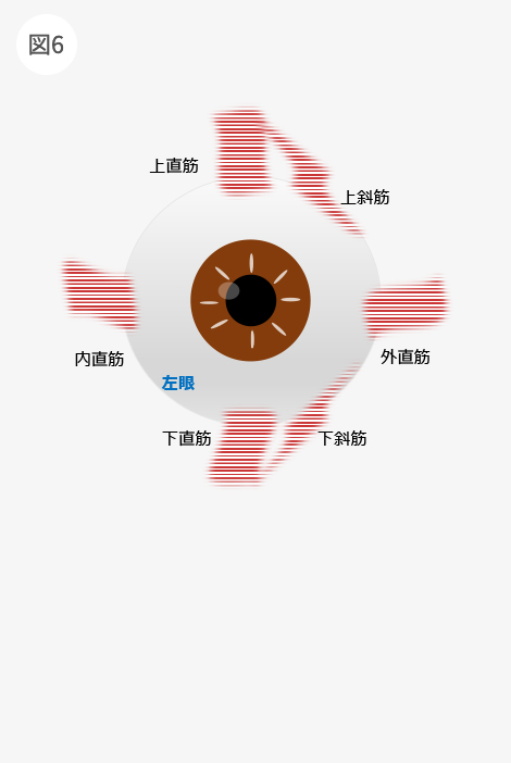 眼球を動かす6本の外眼筋