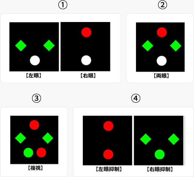 両眼単一視のための外眼筋のはたらき