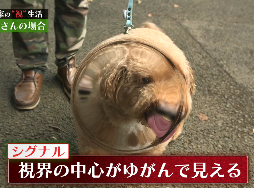 アイケアフォーラム 「目から元気にプロジェクト」レポート