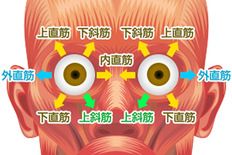 眼精疲労の原因