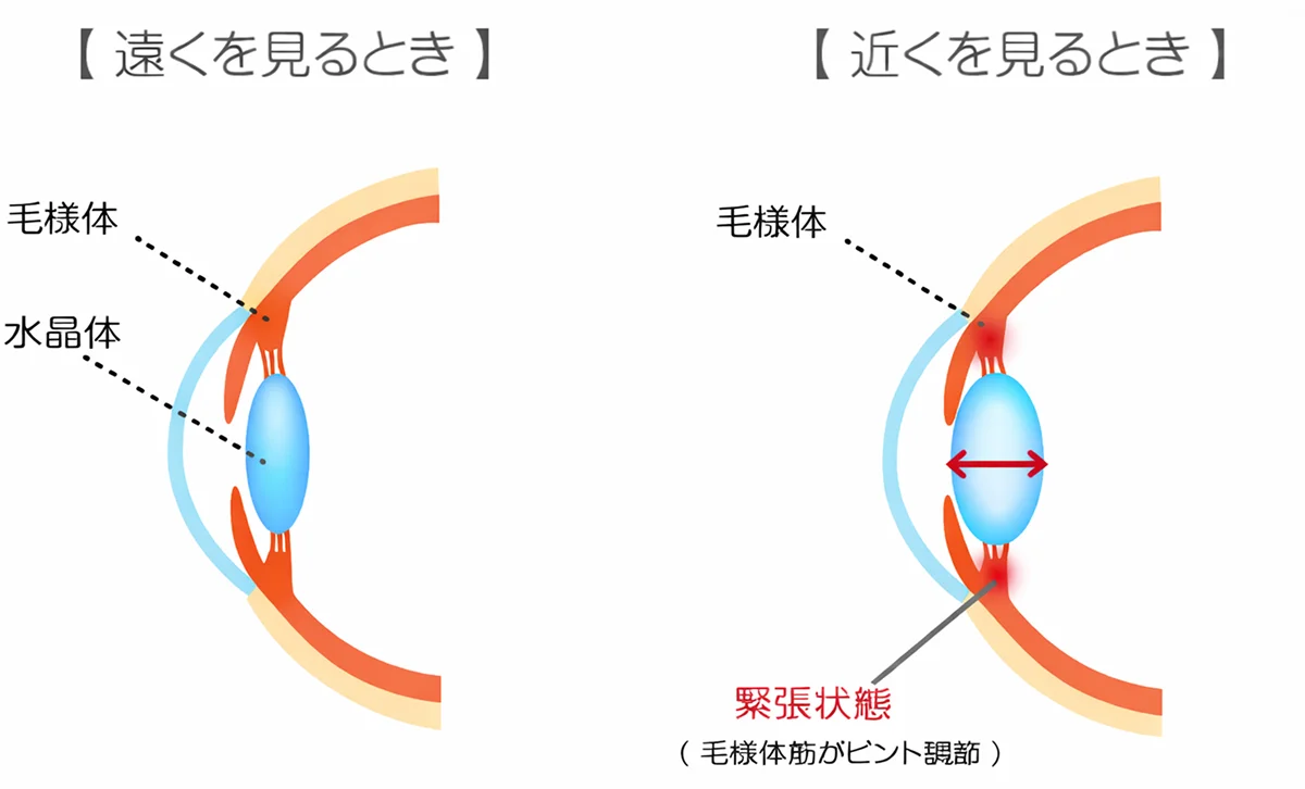 遠くを見るとき・近くを見るときの目の断面図